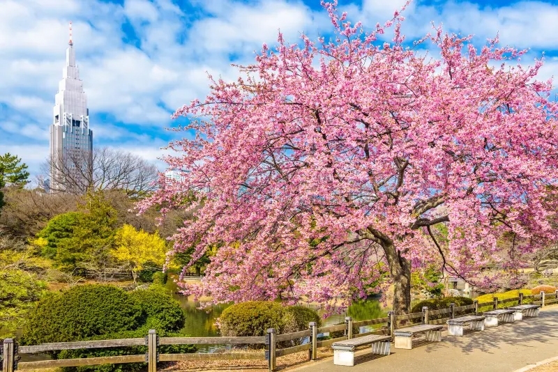 park-sakura-2