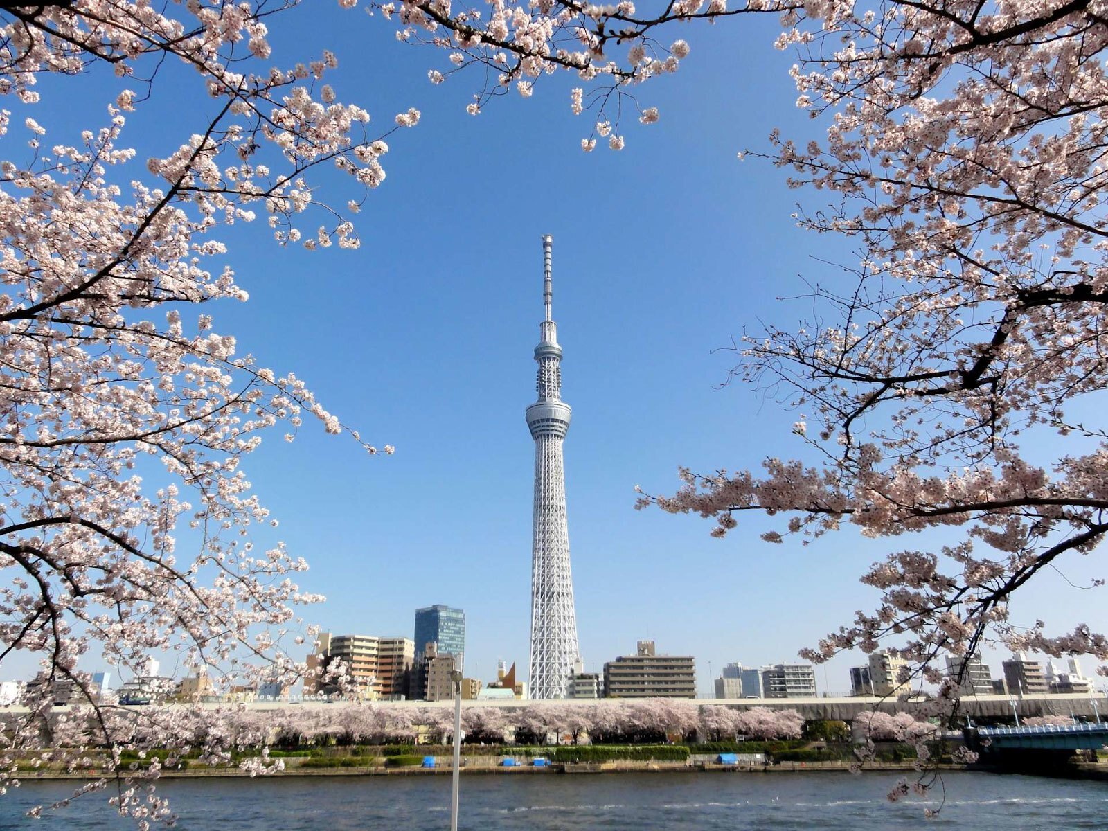 SkyTree